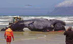 blue whale south africa bitten in half 2020