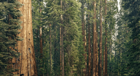 sequoia lps sequoiakokalitchevaaxios