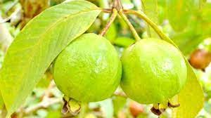 wellhealthorganic.com:5-amazing-health-benefits-of-guava