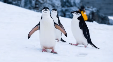 Penguins Pudgy World Pudgy Aprilnapolitanocoindesk