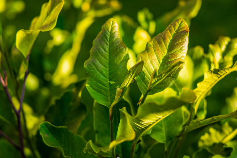 5 Healthy Ways to Use Organic Lemongrass